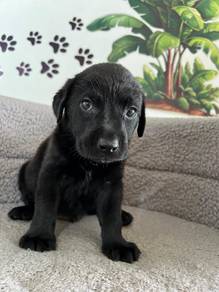 black Labrador 4