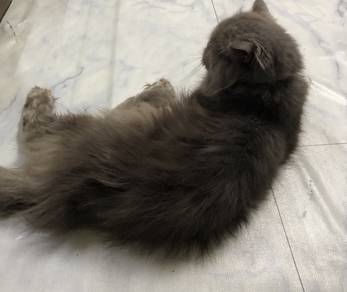 British Long hair