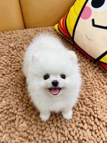 Pomeranian