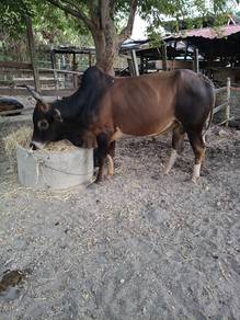 lembu jantan korban