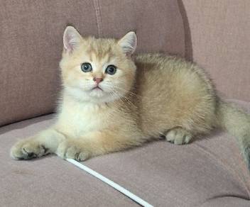 british shorthair kitten