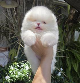 POMERANIAN PUPPIES A187 🌻 Sort of shine Boy~Girl