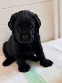 black color Labrador u