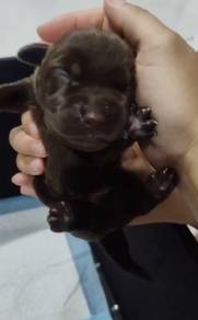 Chocolate Labrador