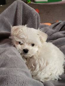 N9918 Pintsized Bichon Poochon White Fluffy Cotton