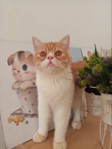 Bsh/blh for rehome