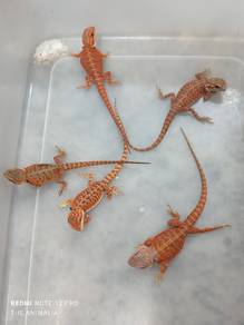 bearded dragon
