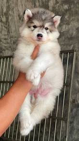 SIBERIAN HUSKY PUPPIES Sb220🌻 Male-Female