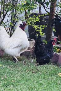 Ayam Selasih Silkie dan Black Australorp
