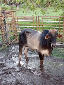 Lembu Korban Melaka Murah