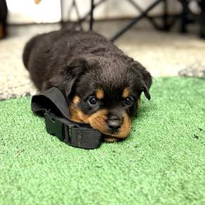rottweiler puppies 