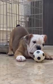 English Bulldog female puppy
