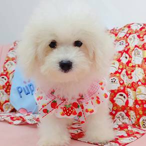 Bichon frise