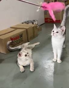 British Shorthair Silver kitten female