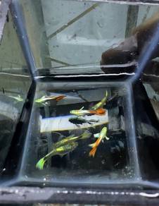 Guppy santa shortbody