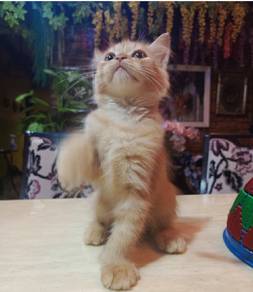 OYEN jantan yang aktif 