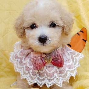 Maltipoo