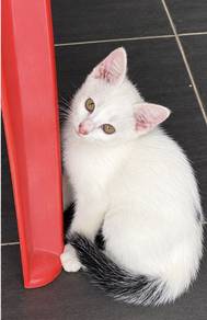 kitten/anak kucing