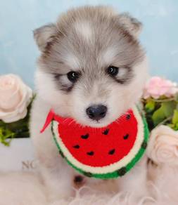 Husky