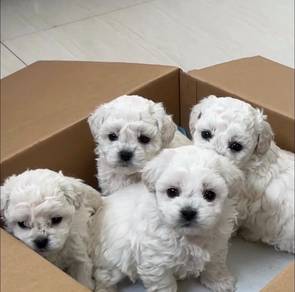 Bichon Frise