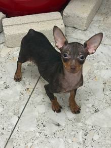 mini pincher 2 months