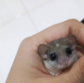 adult Dormice for salee
