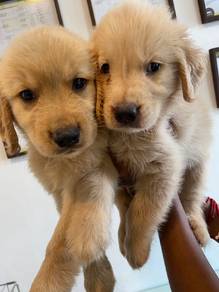 golden retriever 