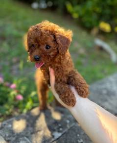 mini teacup poodle d