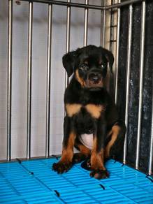 Rottweiler puppy with MKa Cert female