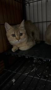 bsh golden