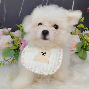 Maltese