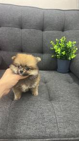 博美女
Pomeranian
Female
F-400
Dob ： 22 - 05-26