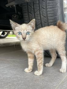 cat Adopt with Fee