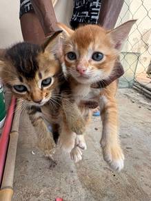 Kittens to let go