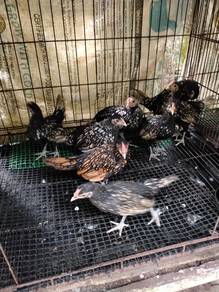 Ayam batik silver dan gold