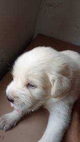 golden retriever mix..I got 8 puppies new born 