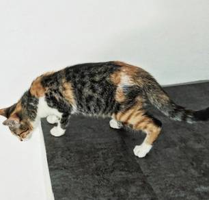 Bengal Calico (rare)