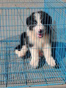 Cute BORDER COLLIE Puppies for Sale!
