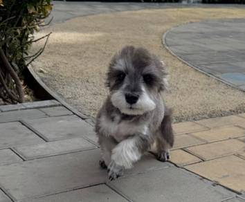 Schnauzer