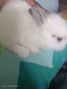 Cute Rabbit for Sale 🐰