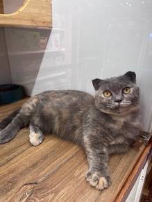 Munchkin Scottish fold cat