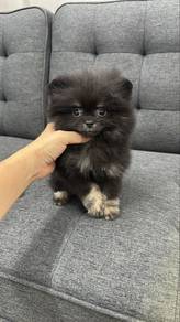 Black n Tan Male Pomeranian Puppy m-275