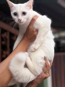 kucing free