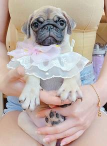 Pug