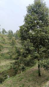 Agricultural Land in Pantai, NSN