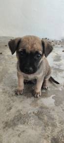 Puppy
