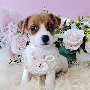 Jack Russell