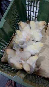 Ayam Brahma
