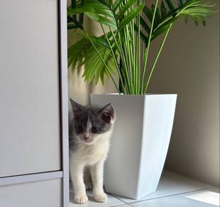 Bsh Bicolor