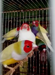 Burung Gouldian finch